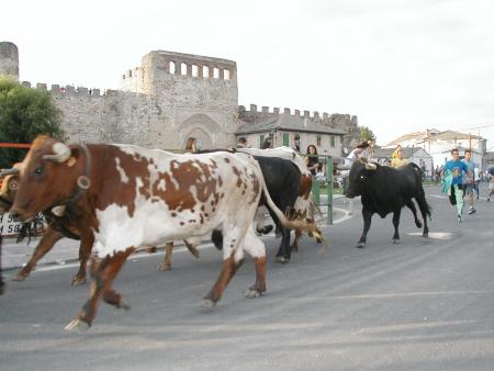 Imagen FIESTAS GRANDES EN HONOR A NUESTRA SEÑORA DE LA ASUNCION Y SAN ROQUE